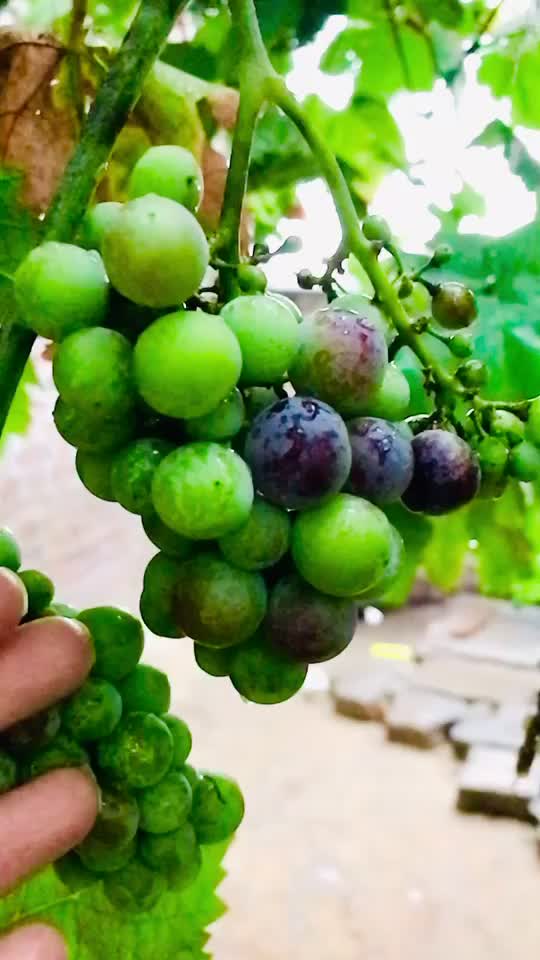 @Jiya Bishnoi