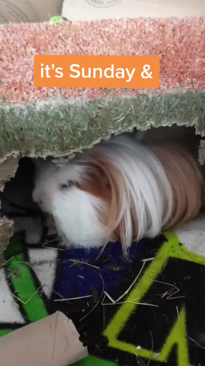 @Piggymassage