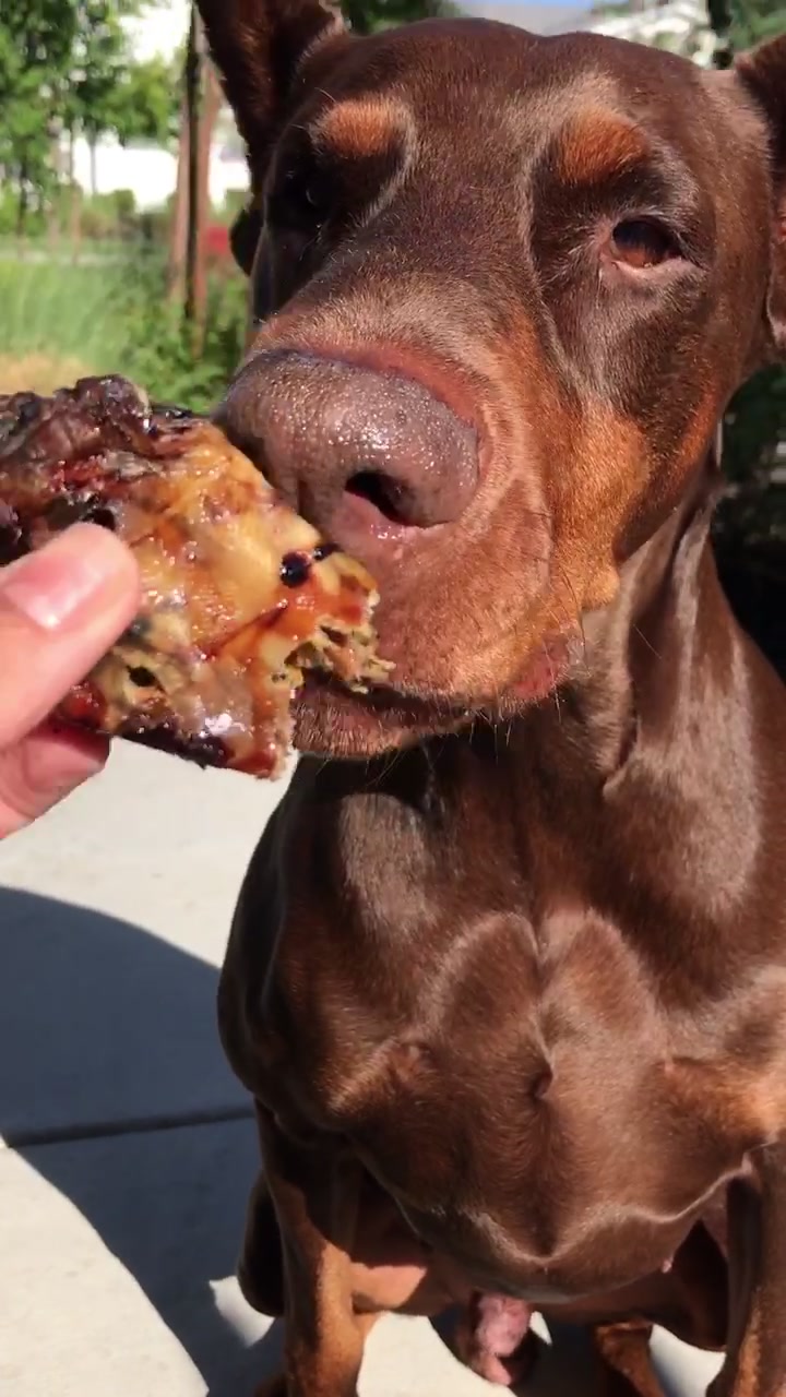 @Cairo the Doberman