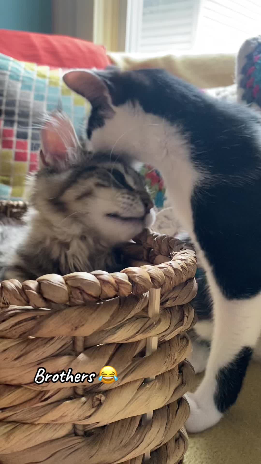 @Lennon & Ringo the kittens