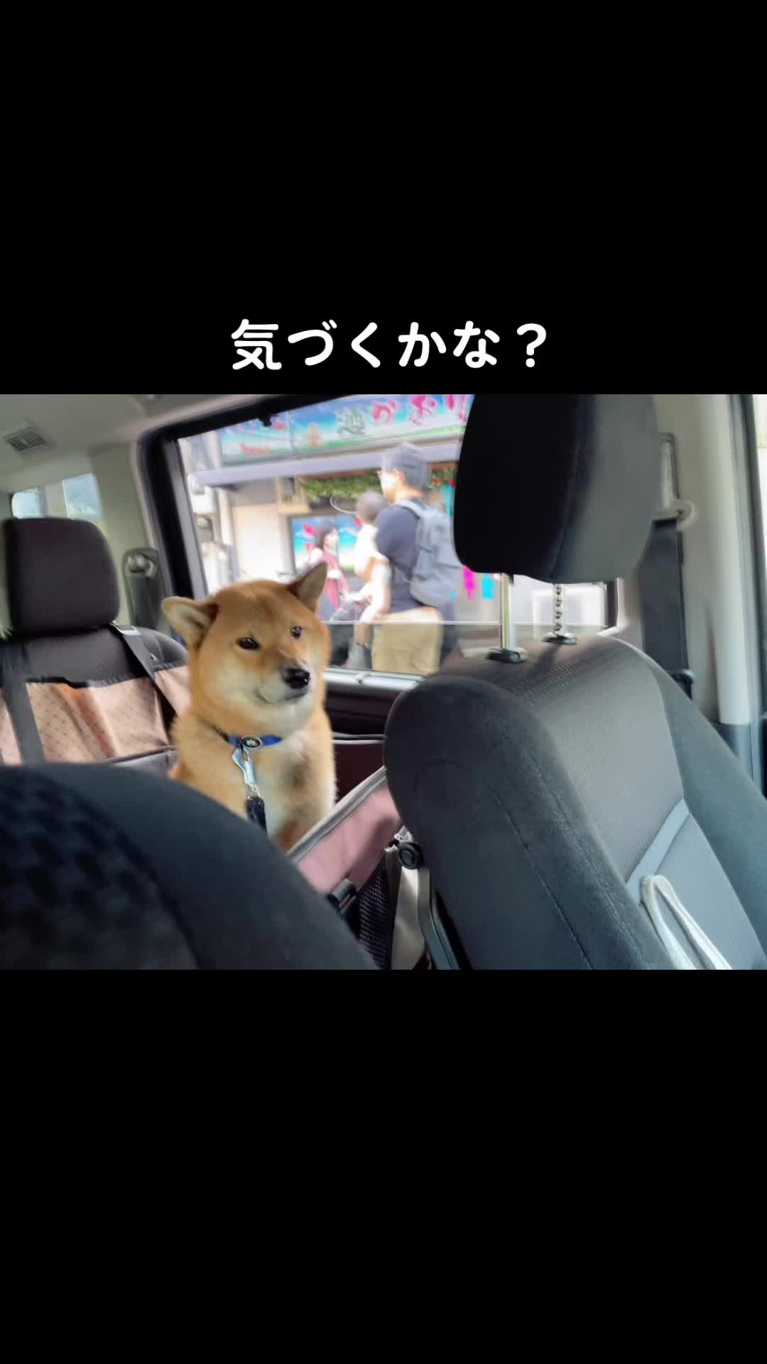 @柴犬むーちゃん