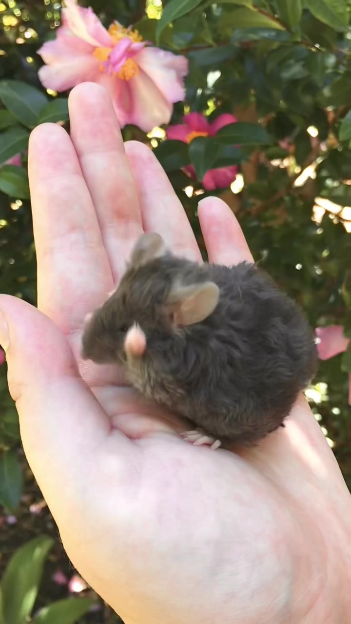 @ThatMouseGirl♡