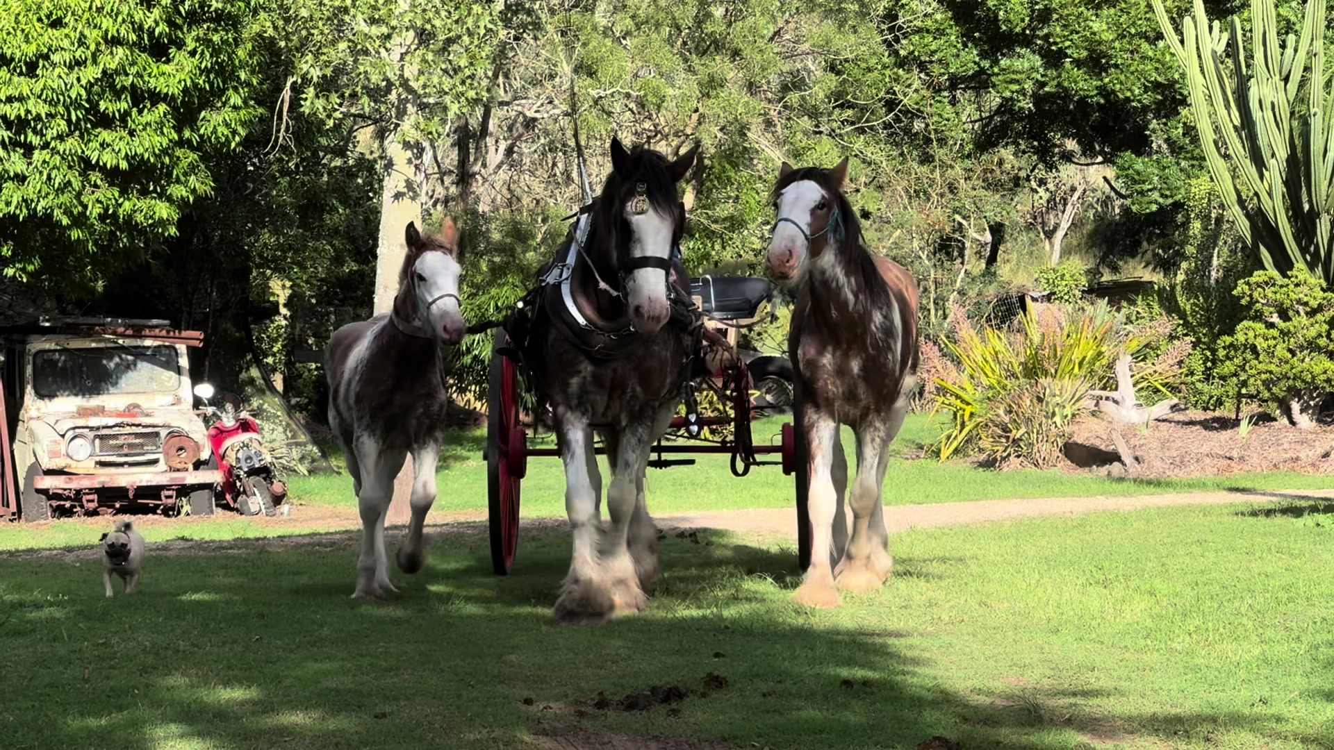 @Duneske Clydesdales