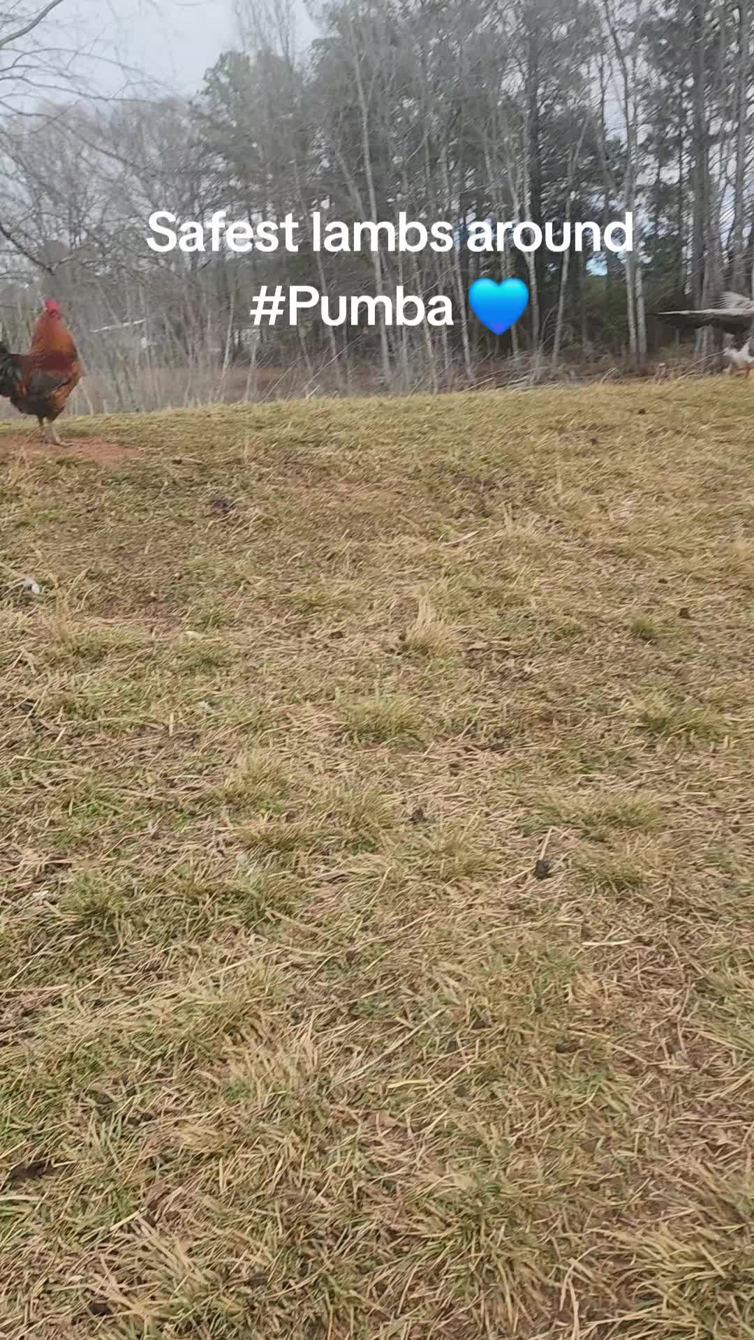 @MistythevLlamahowtos