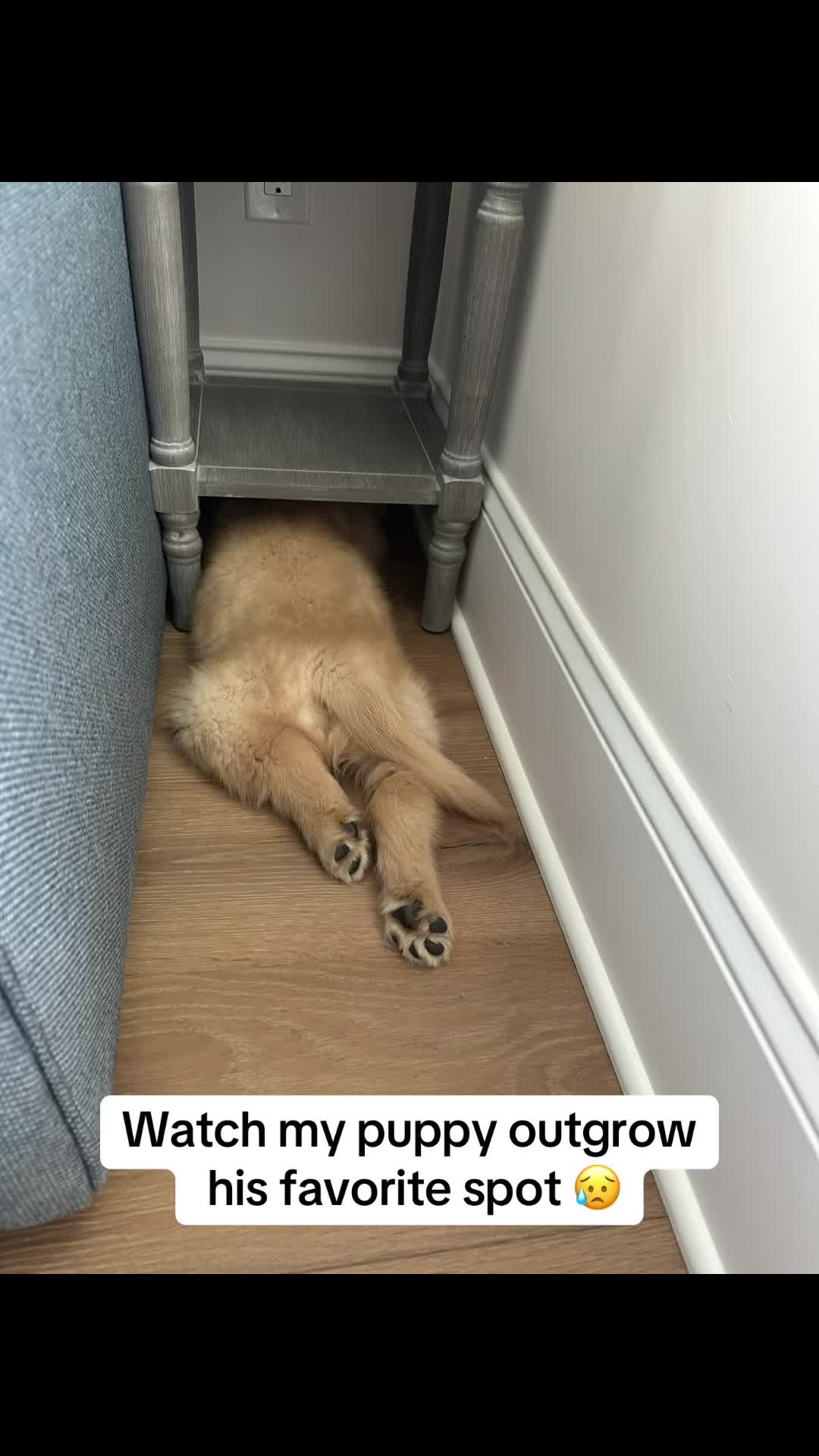 @rigatoni_thegolden