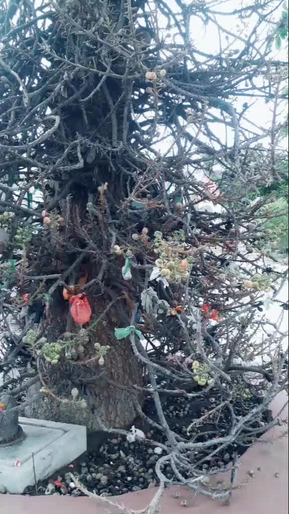 @❤ಮುಗ್ಧಹಳ್ಳಿ ಹೈದ ❤