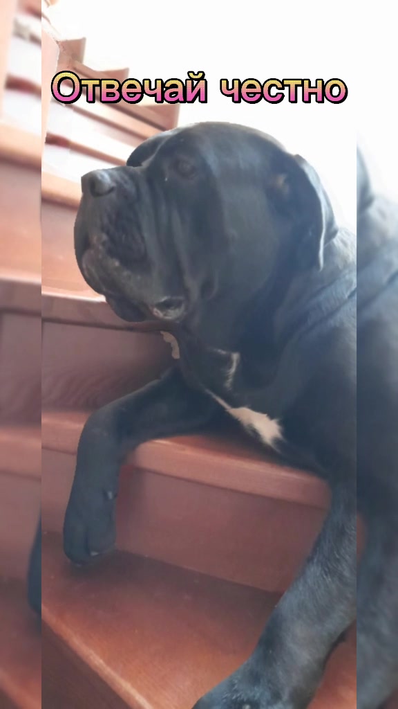 @🐶Dog_tik_tok🐶