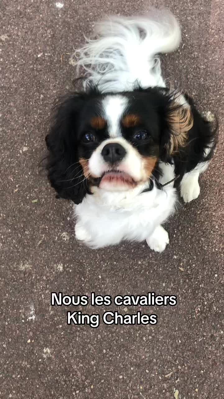 @Cavalier King Charles