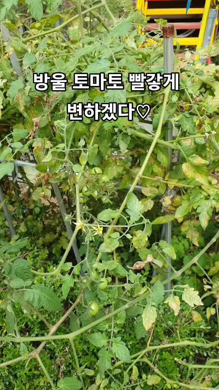 @로켓마미