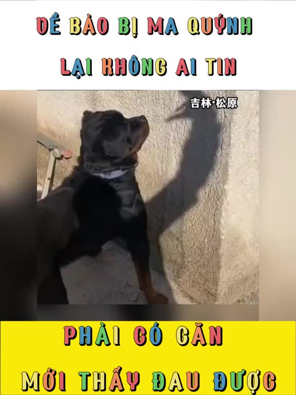 @Y&ecirc;u th&uacute; cưng