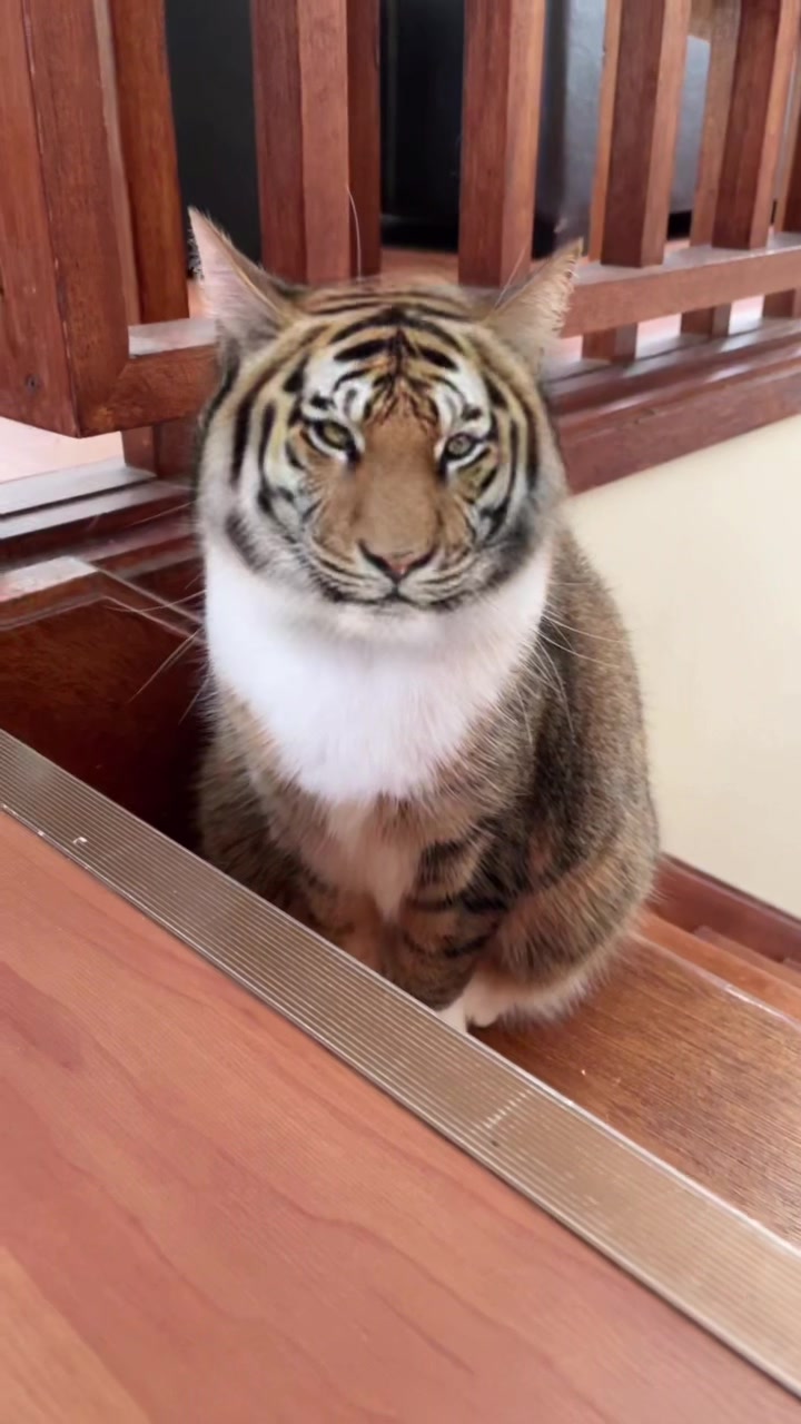 @mitmitcats