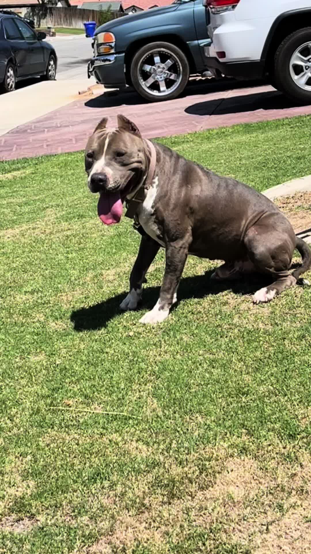 @Morales.kennels