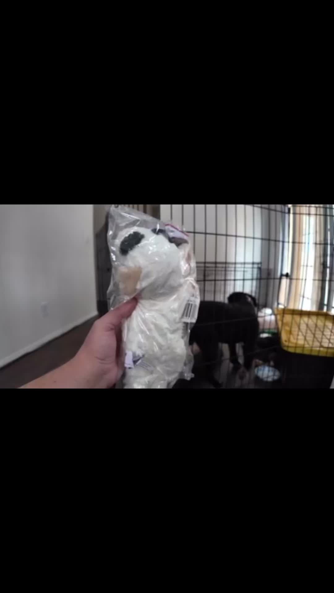 @pawsentials.store