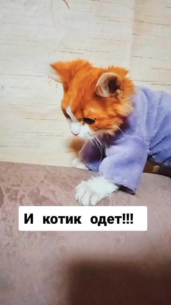 @Мои звери