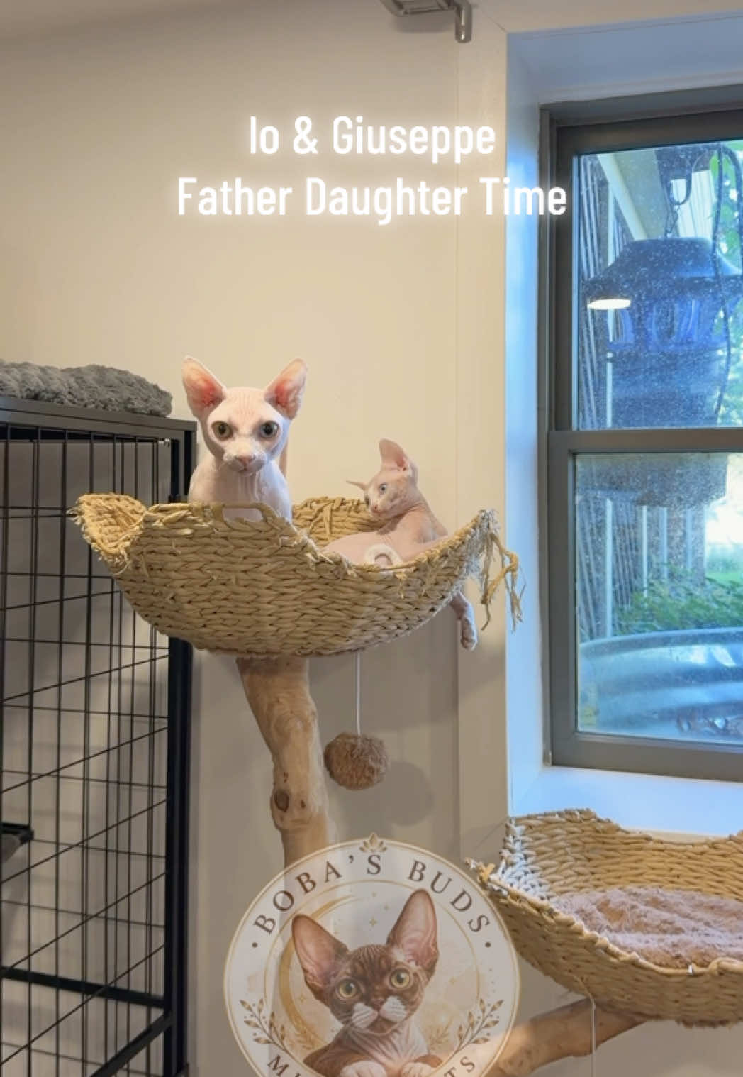 @Boba’s Buds Minskin Cats
