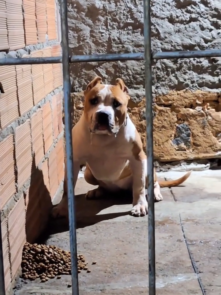 @K9 DZ