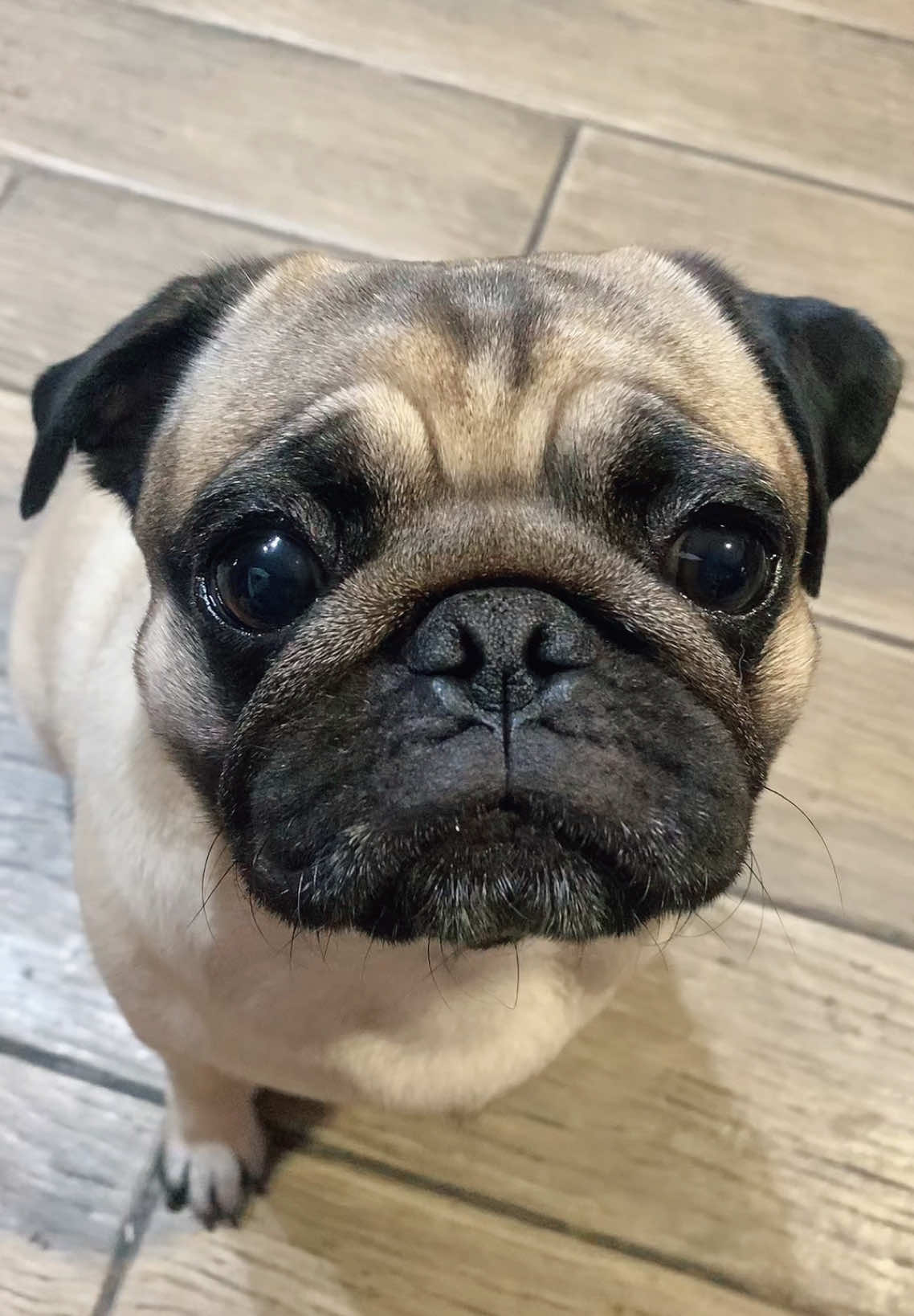 @Moka_lapug