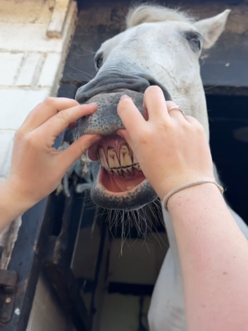 @Horses TikTok