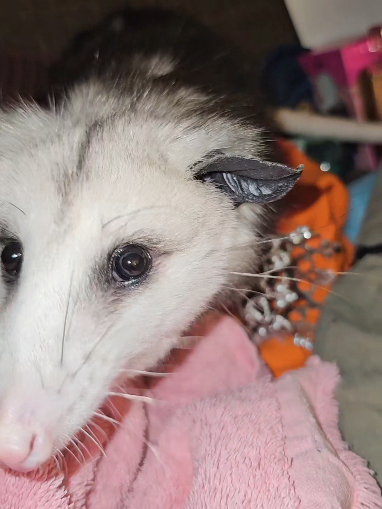 @OPOSSUMDAWGMOM