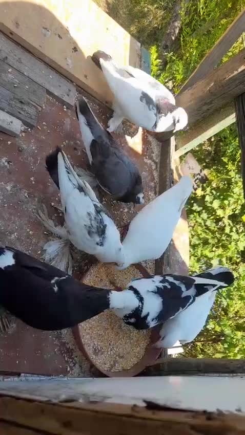 @H. Vendi