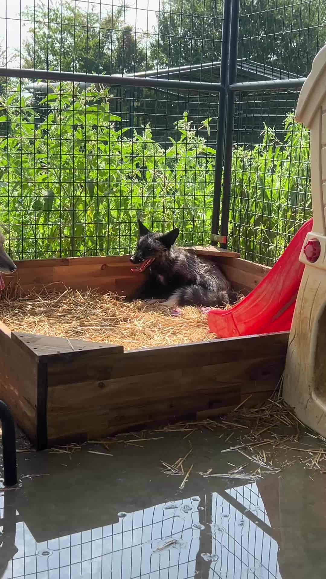 @Clevyr Creatures Fox Sanctuary