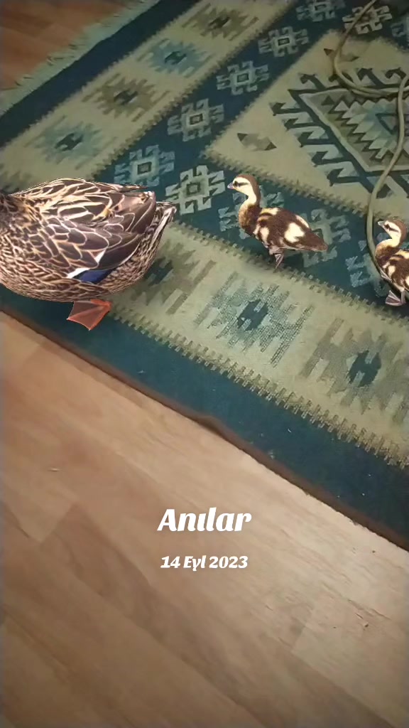 @BOXÓR🤜34 hatun