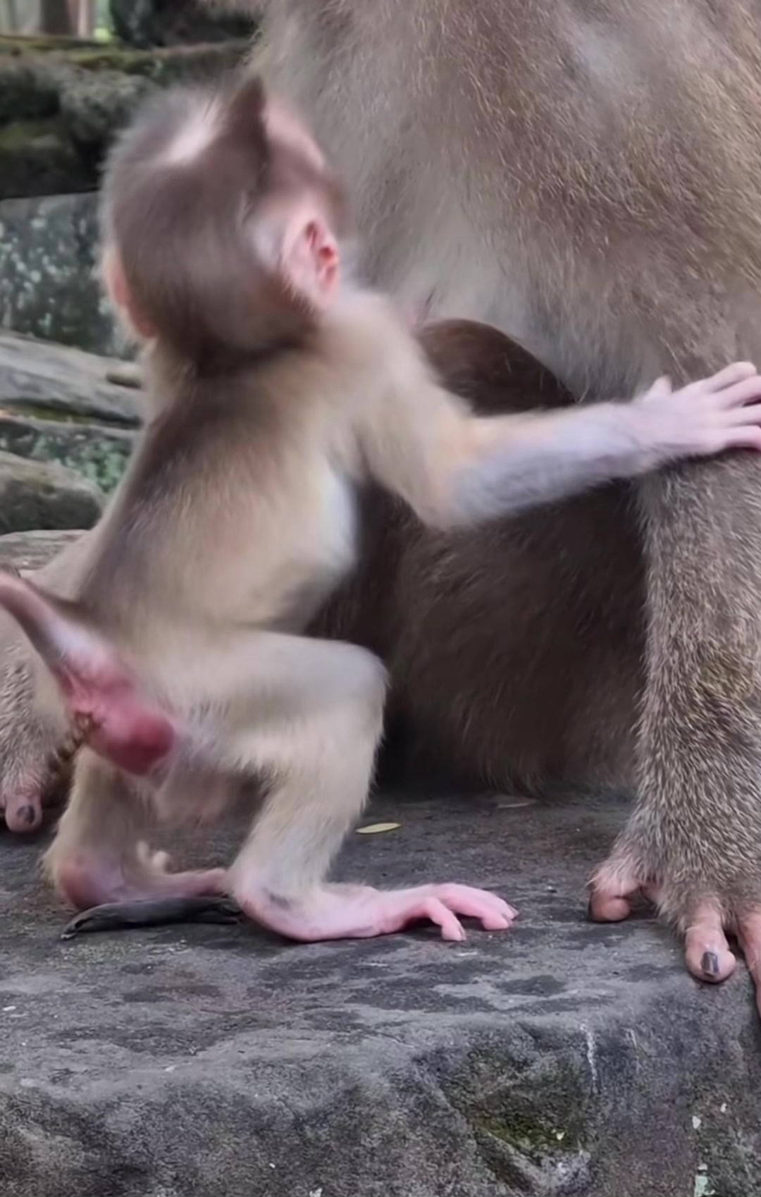 @monkey masaou1234