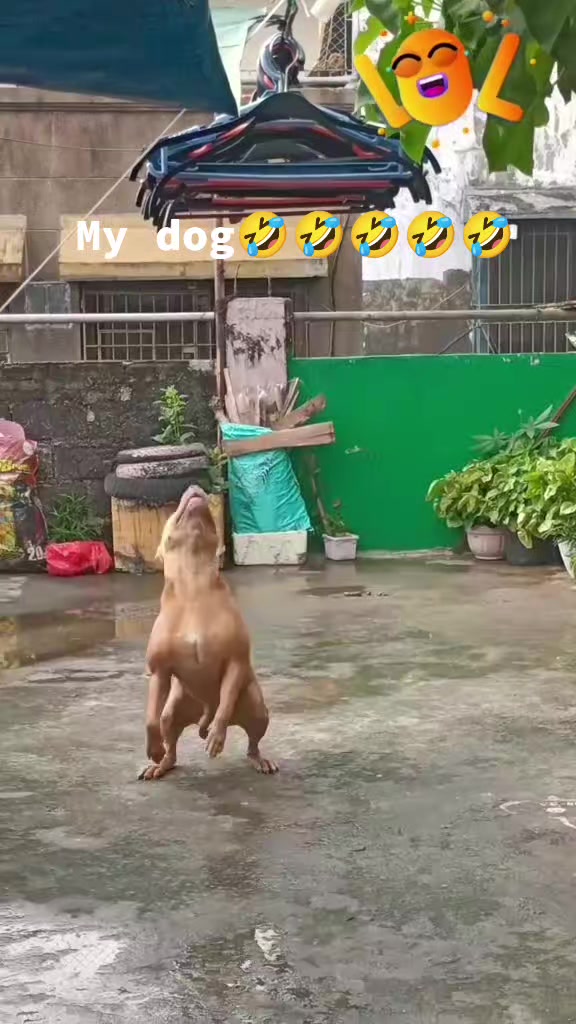 @ISKO THE PITBULL