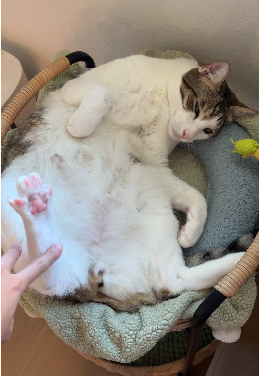 @Mimi Wawa Meow