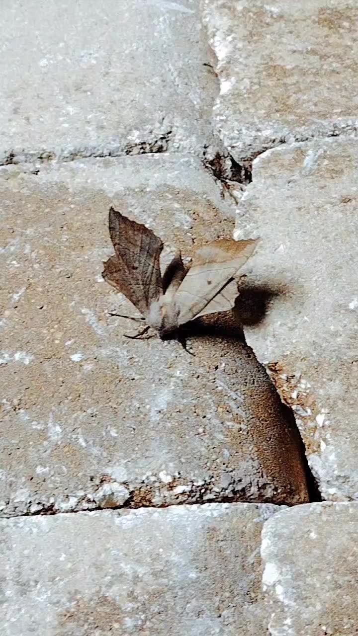 @$LitterPatrol