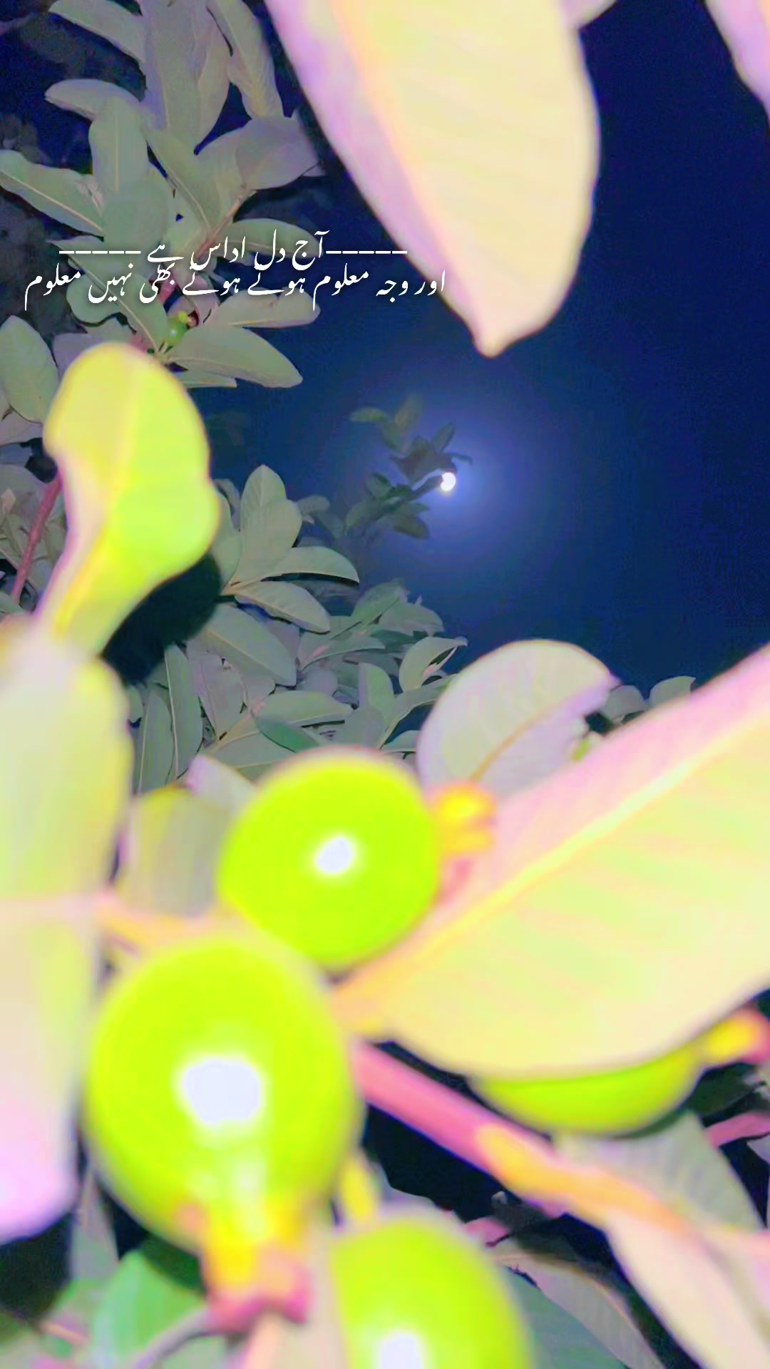 @𝐏 𝐀 𝐍 𝐀 𝐃 𝐎 𝐋-💊
