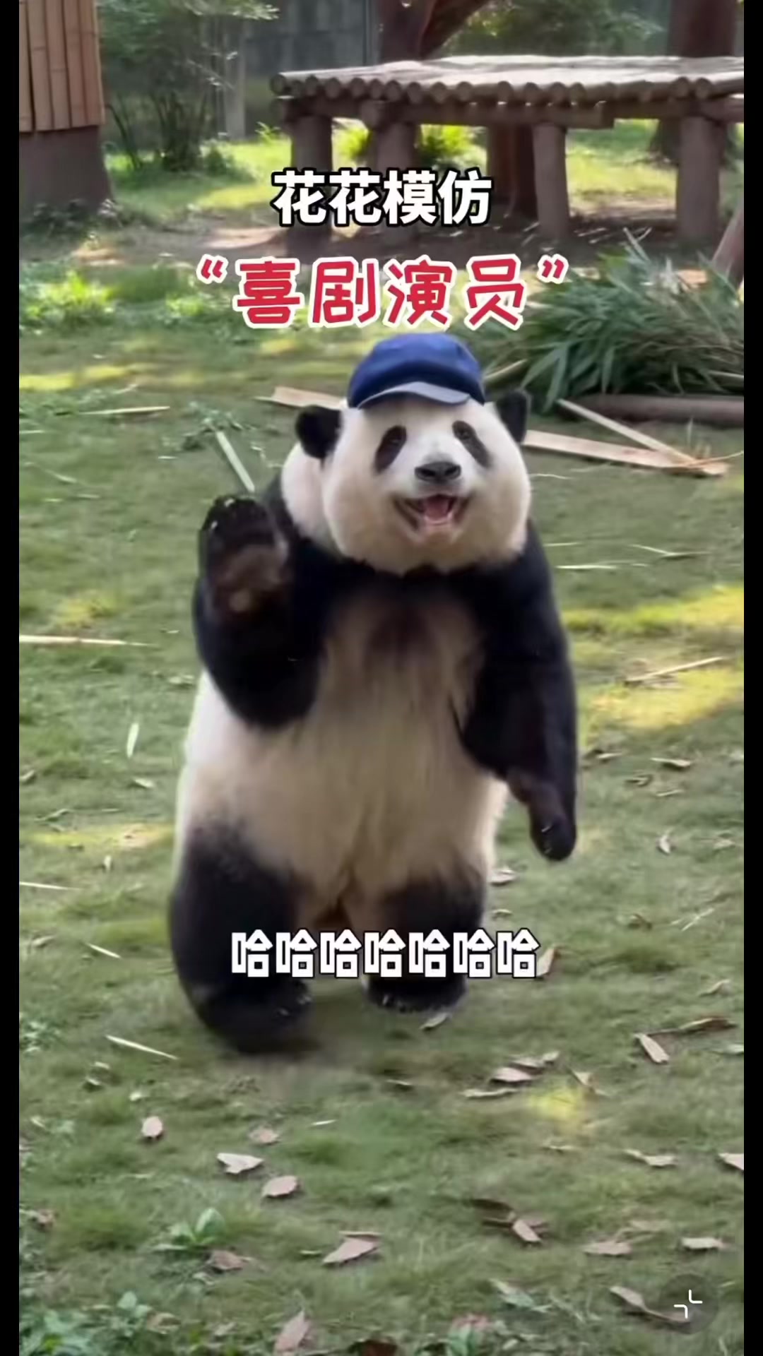 @陳皮