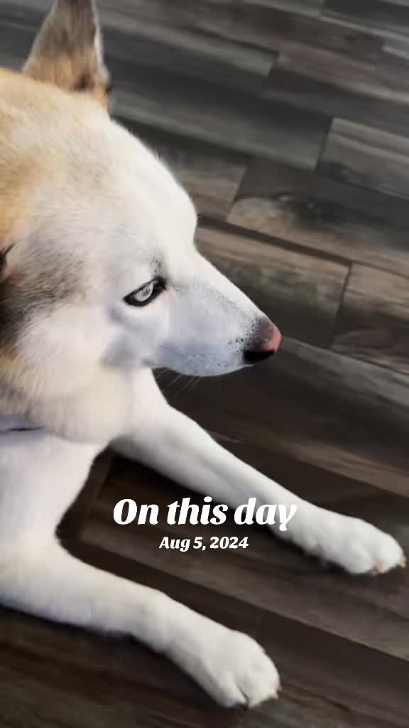 @GhostTheDoggg