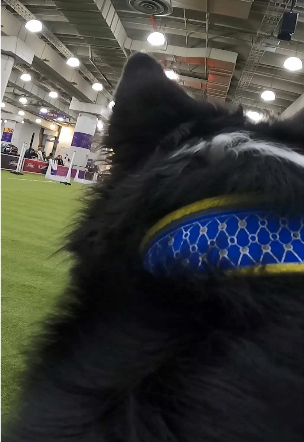 @Westminster Kennel Club