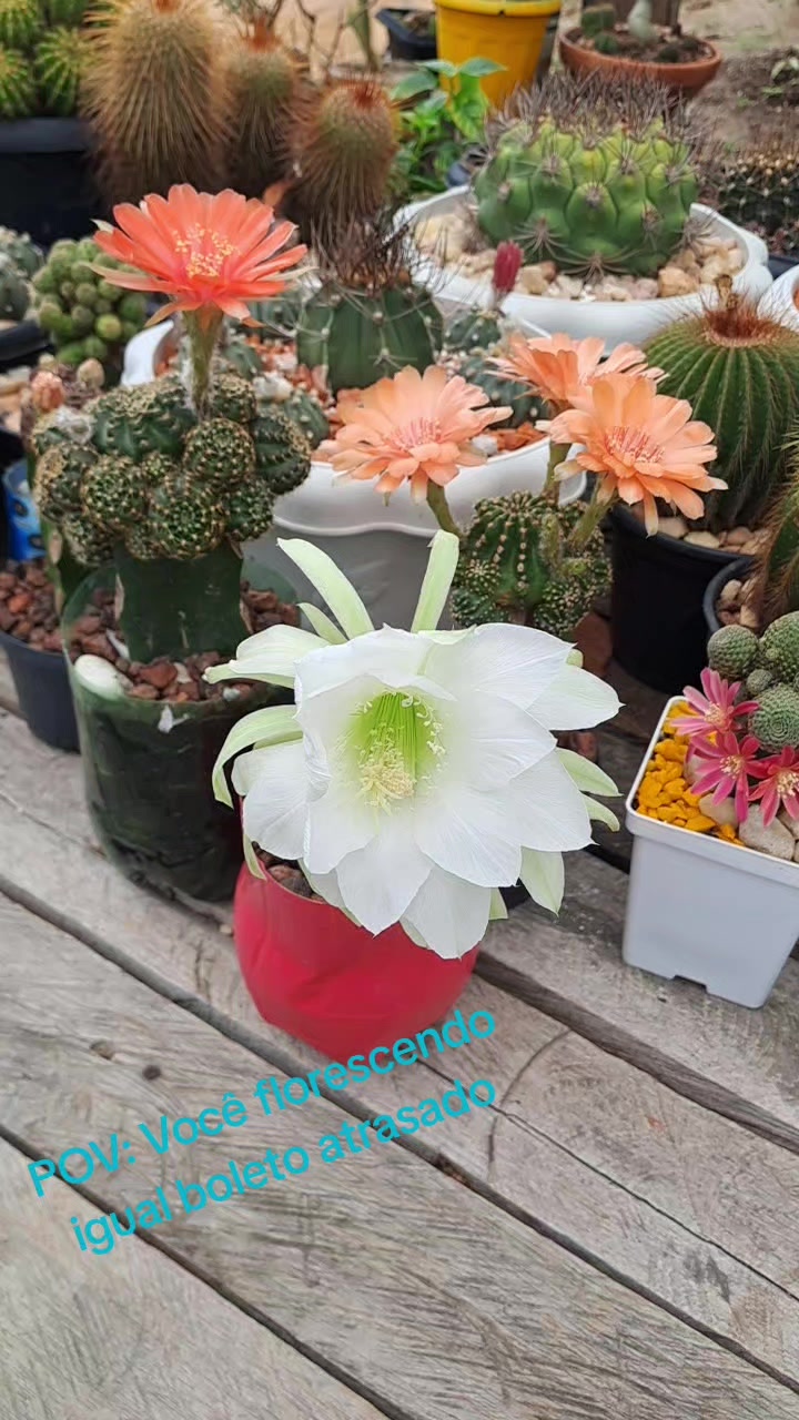 @Val Brito🌻✍️