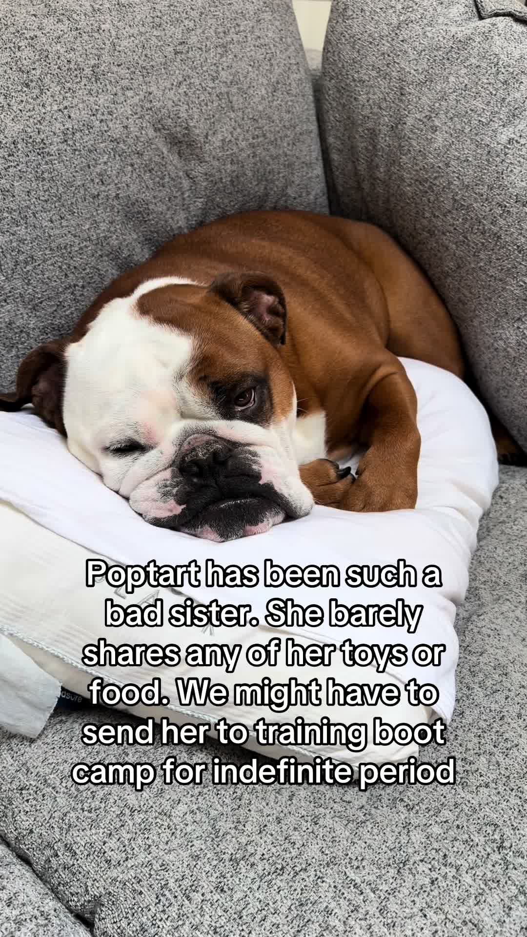 @Poptart The Bulldog