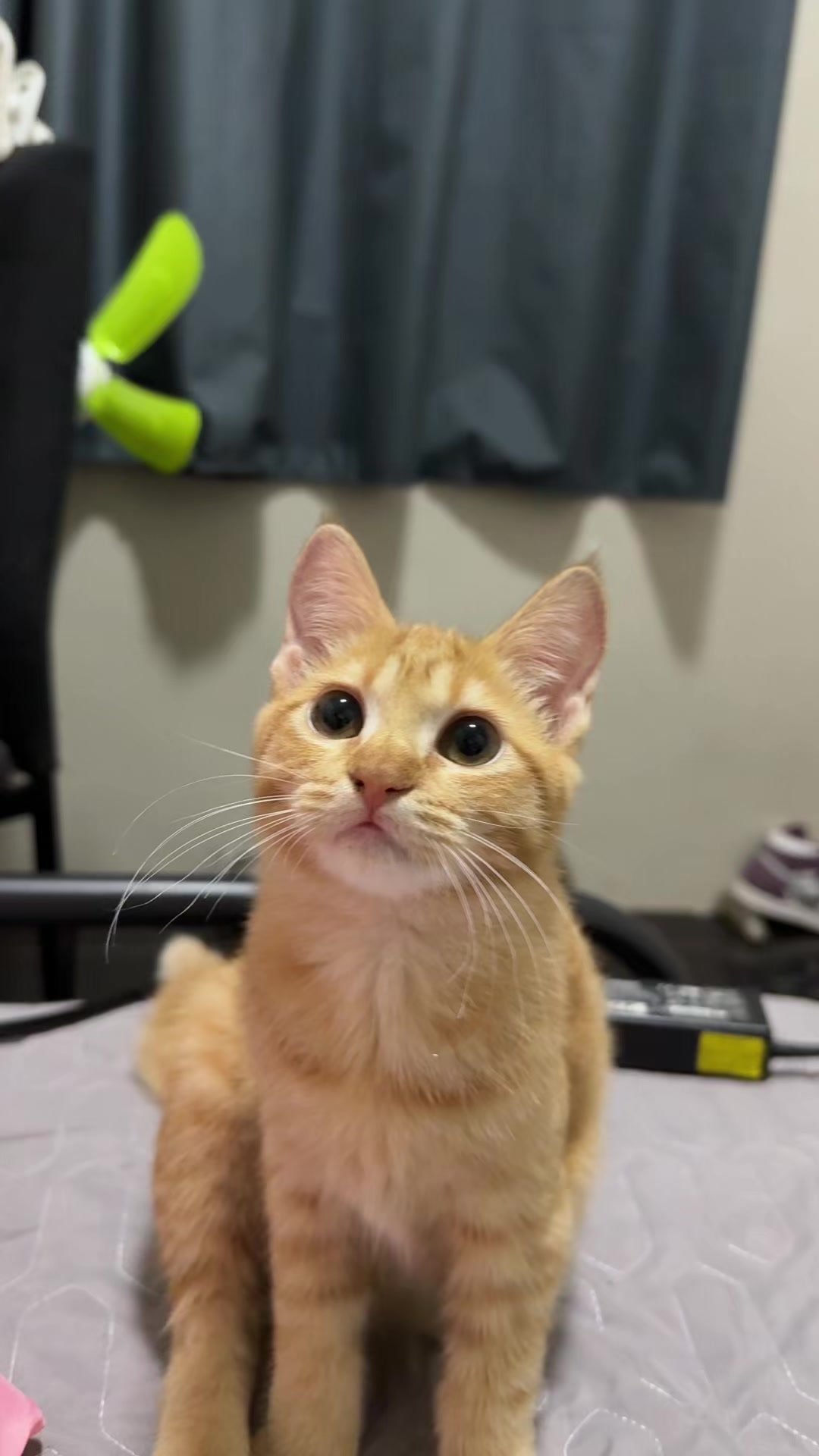 @It’s MEow