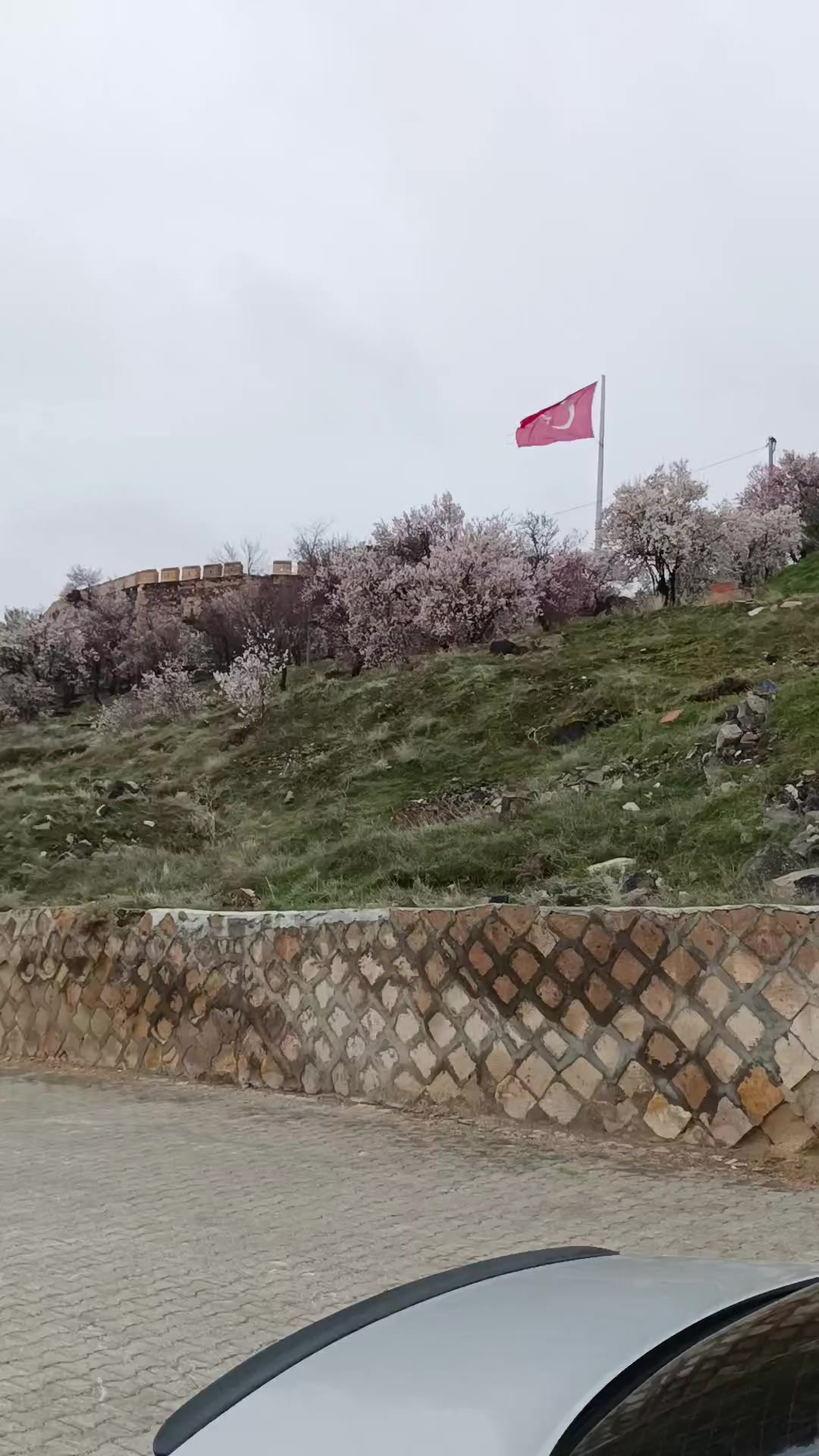 @🌹Sivas 🌹gülü 🌹