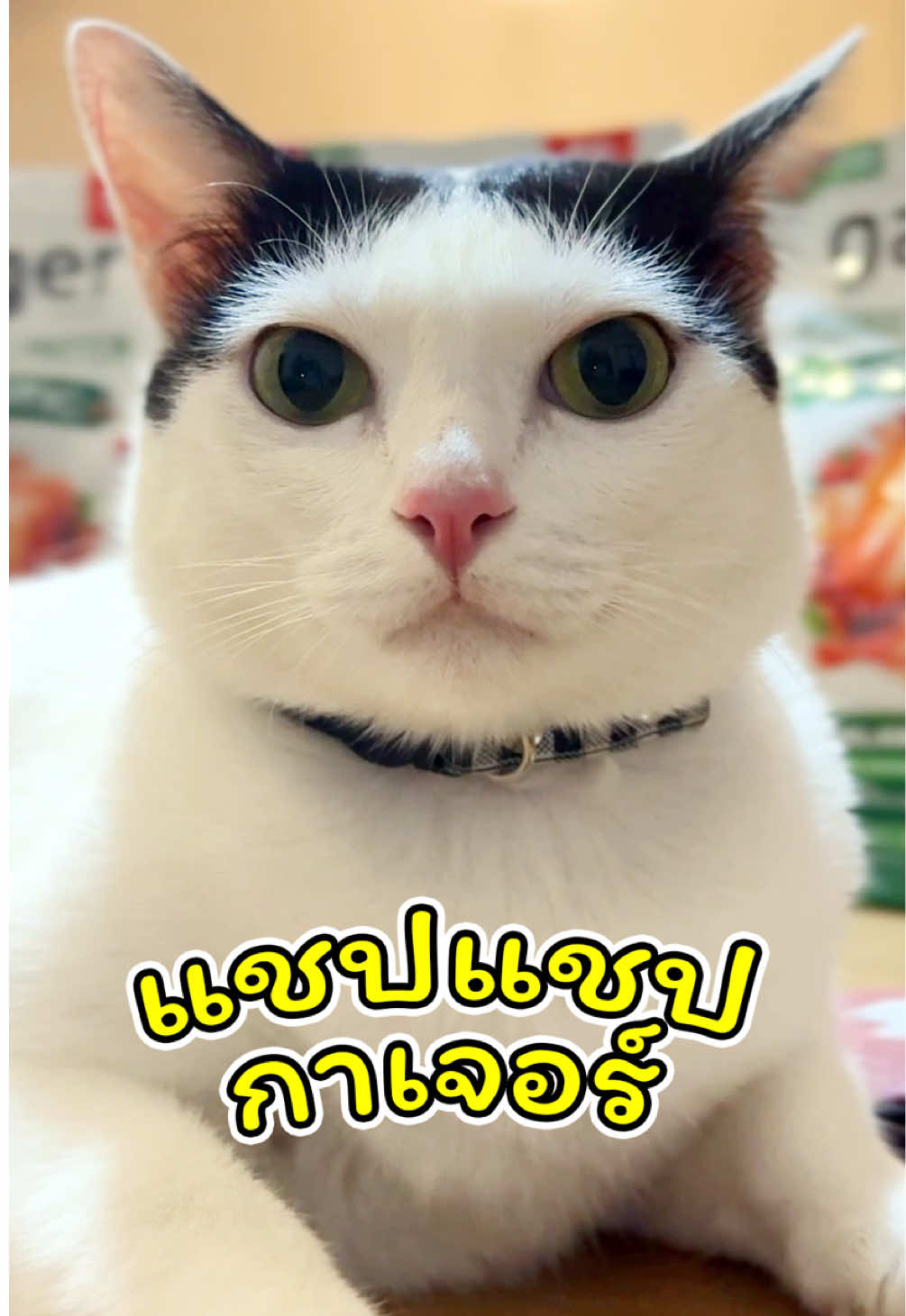 @แชปครองโลก