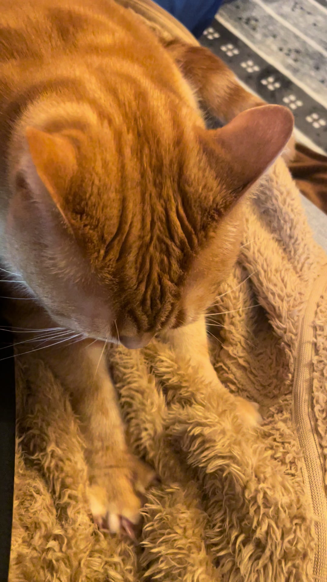 @社会人の猫暮らし🐈あめ