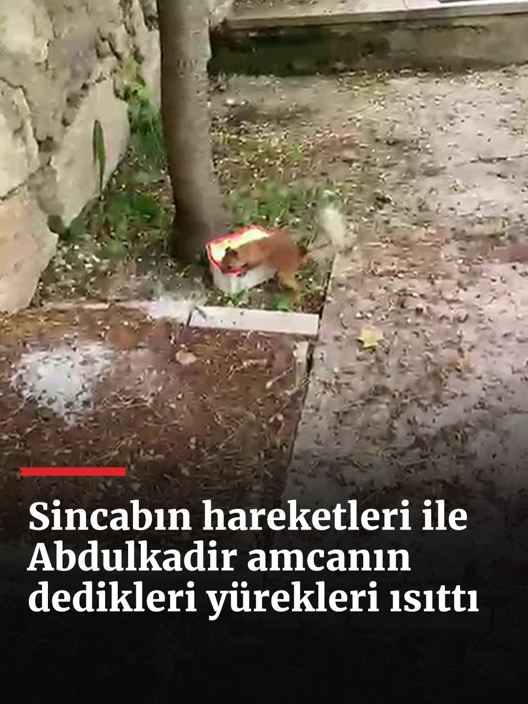 @haberlercom