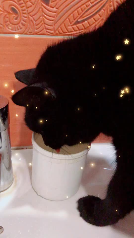 @Drinking_Cat