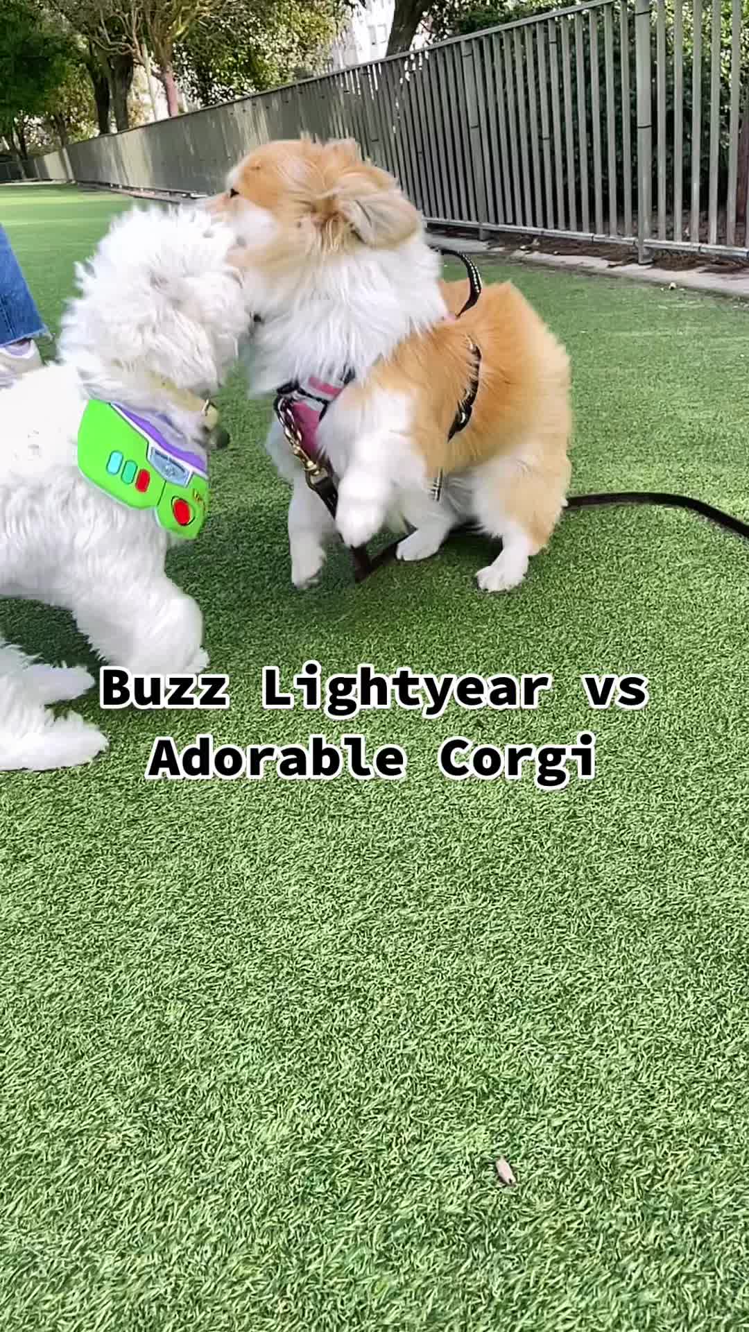 @Cloud the Dog