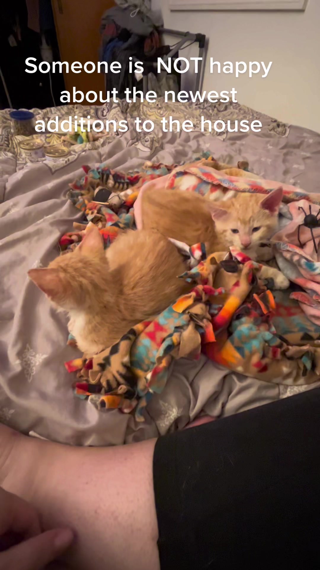 @ohkarajane 🐈