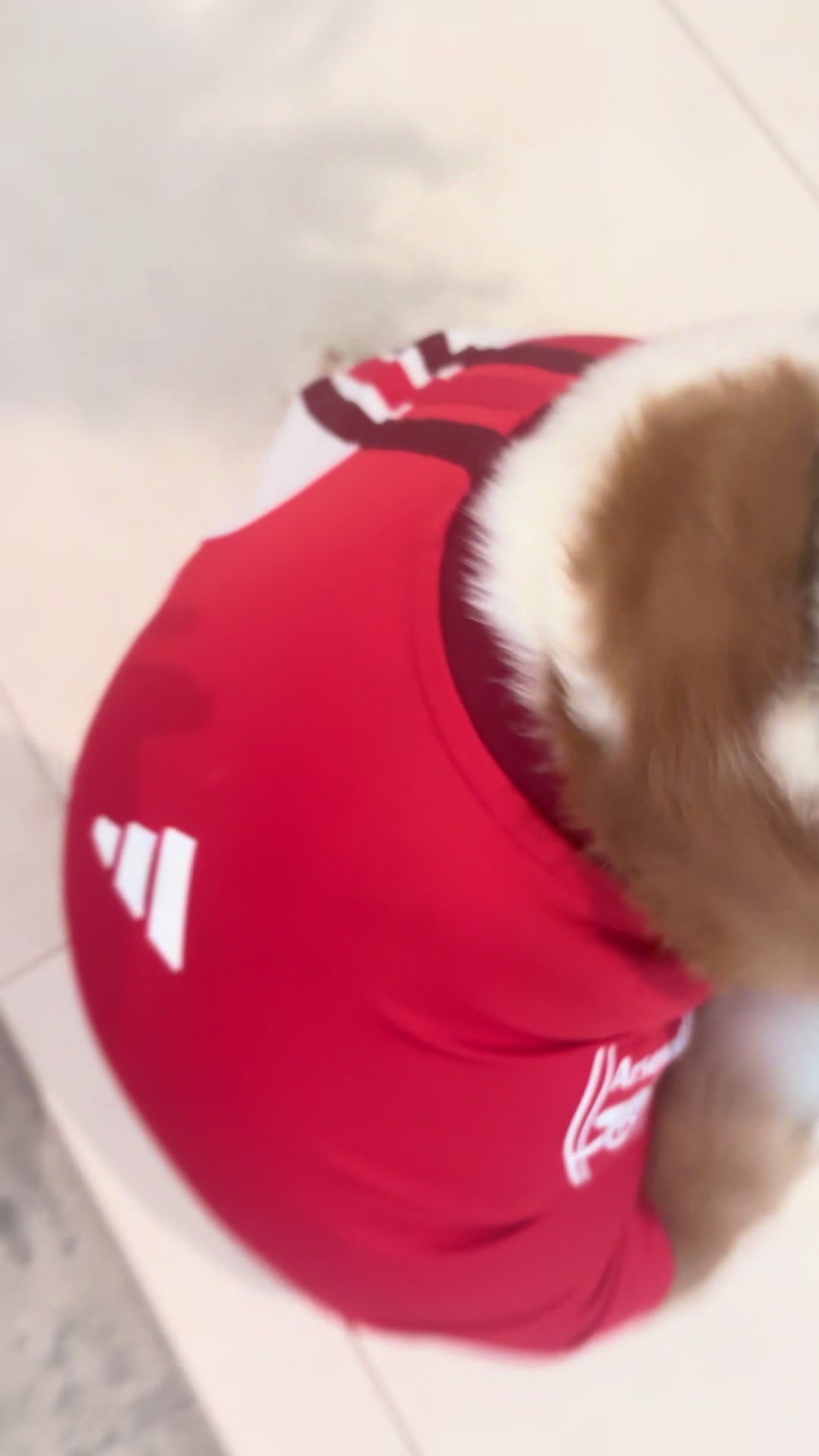 @TikTok4Fun