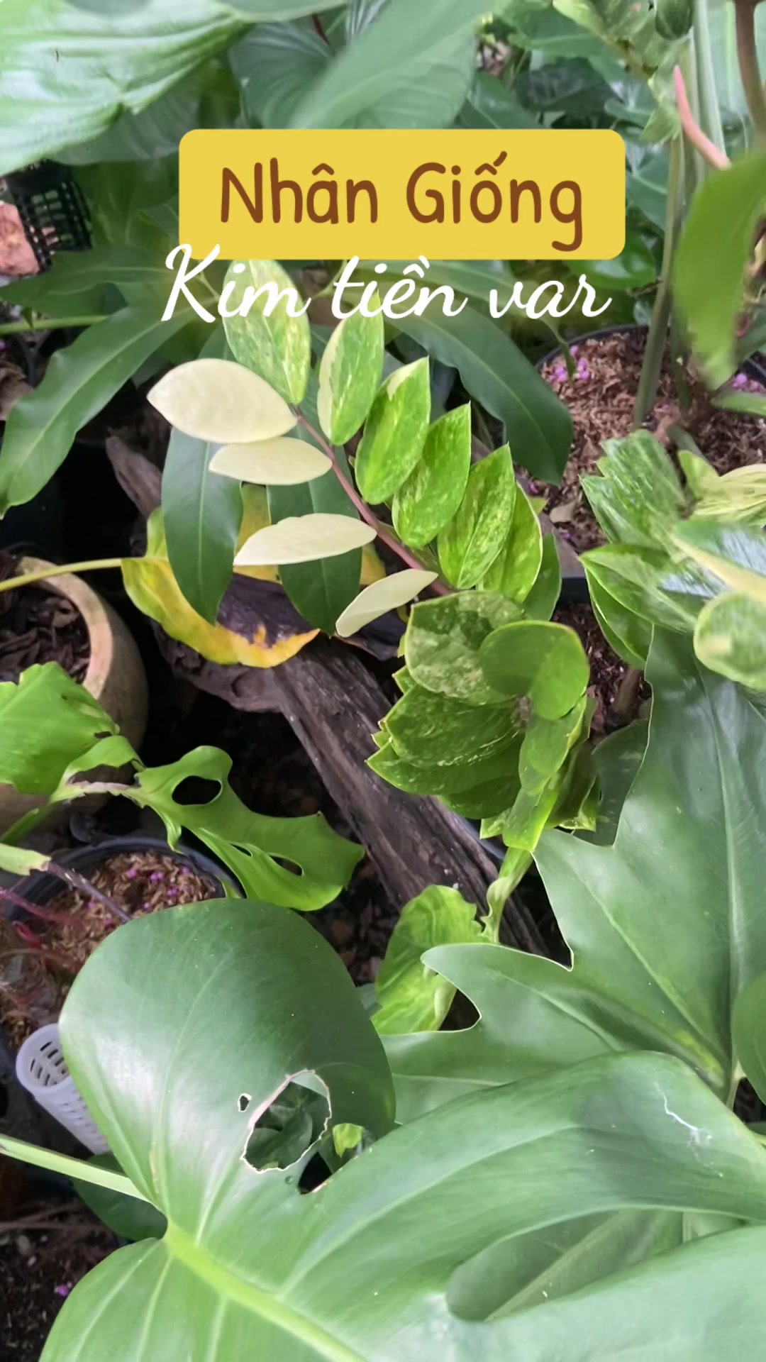 @Kid Garden Decor