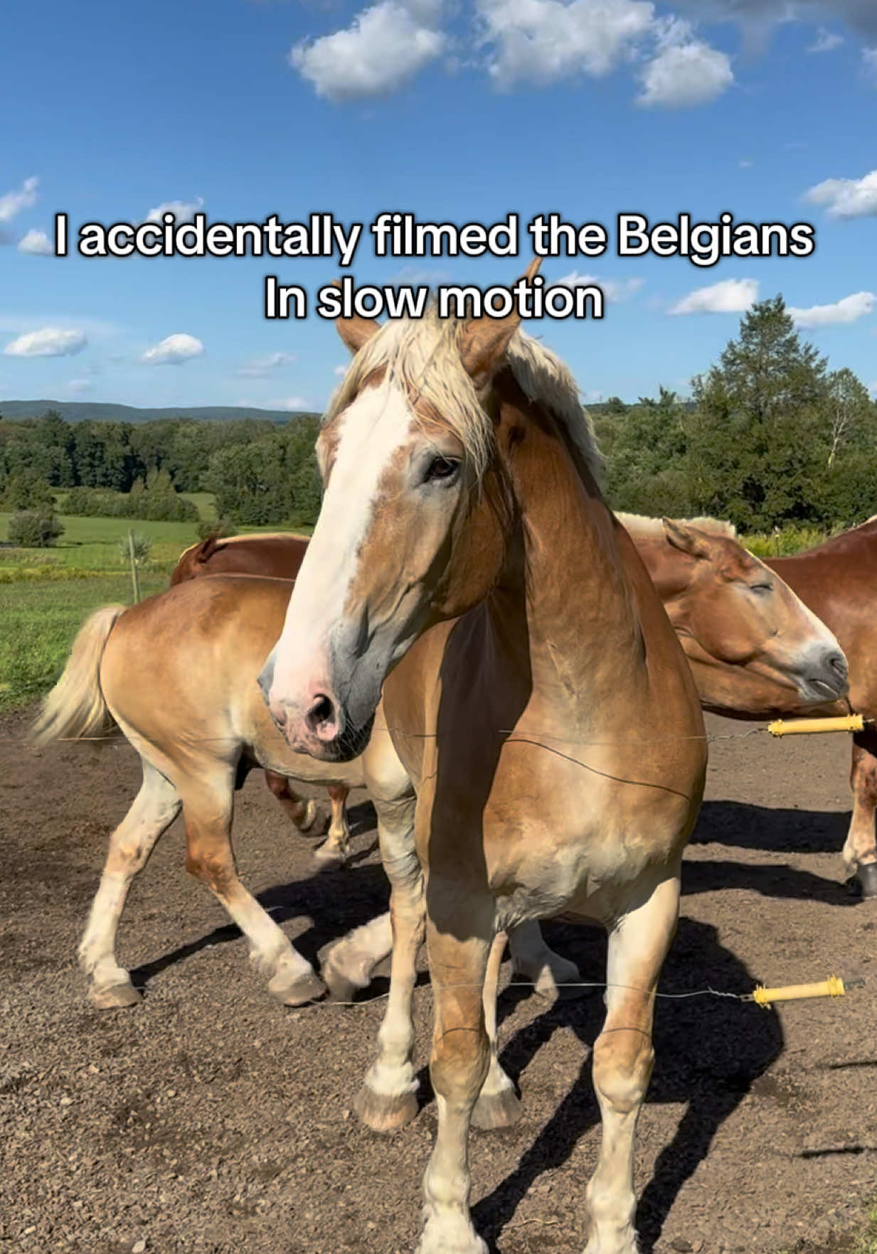 @HorsesFirst