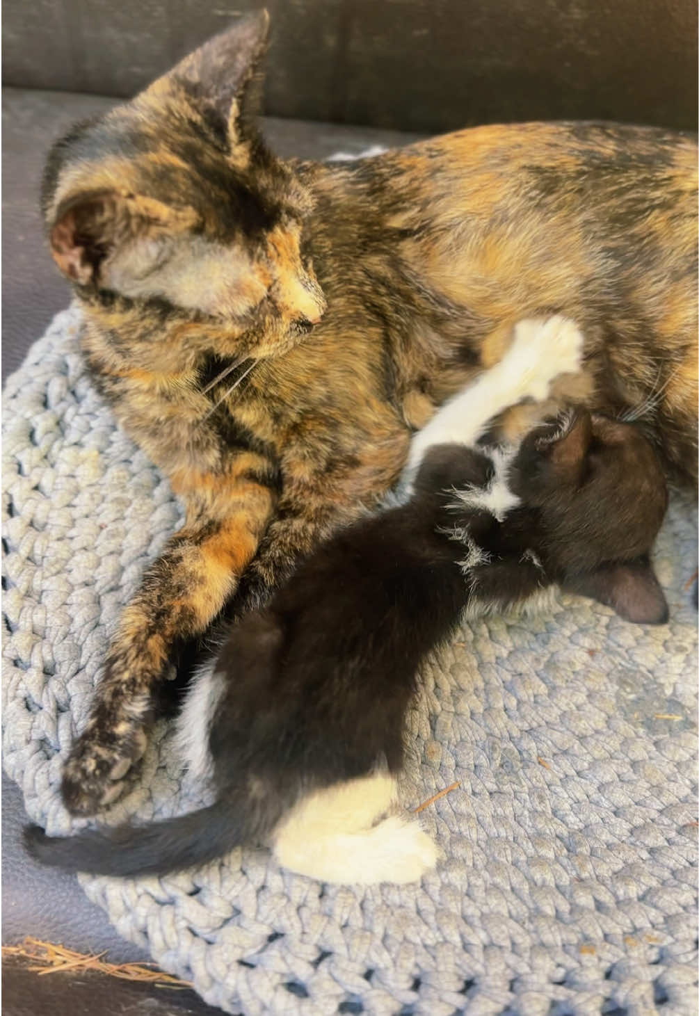 @cosanostrapurr
