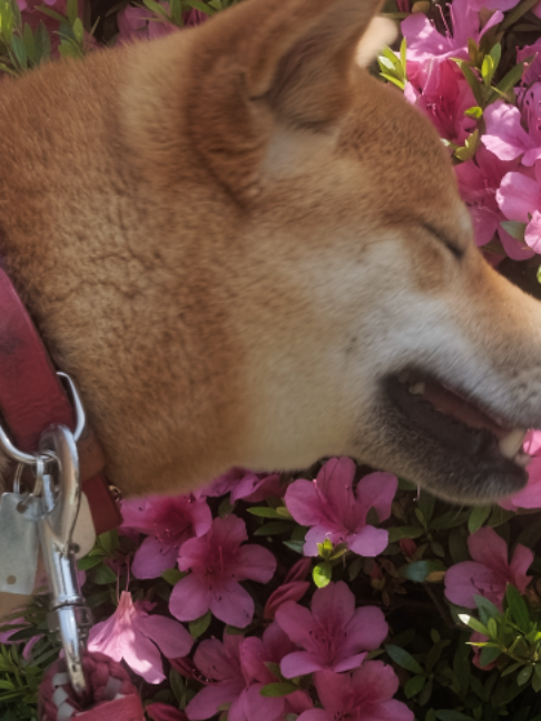 @柴犬座〜The Shiba Inu〜