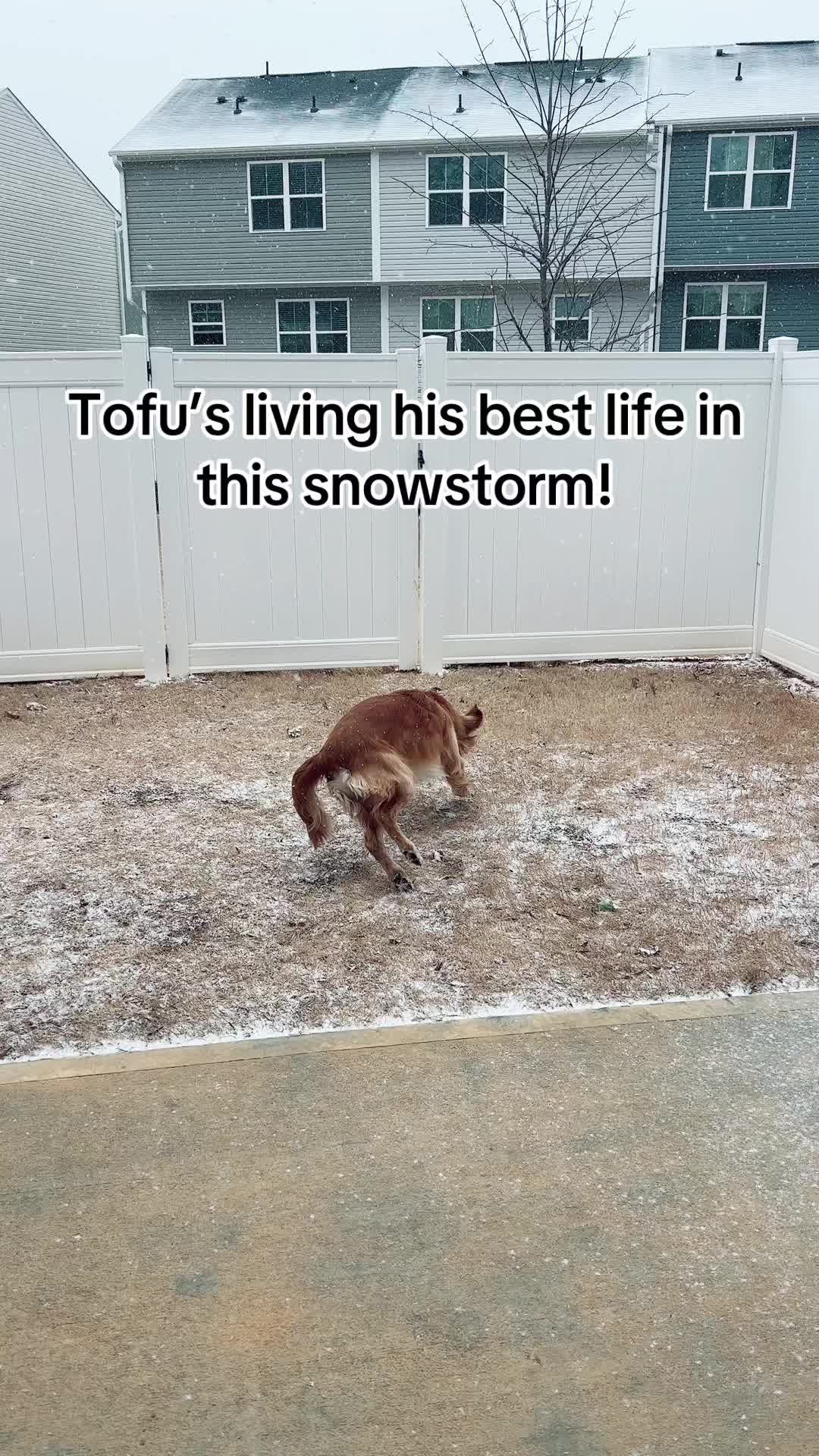 @goldenboytofu